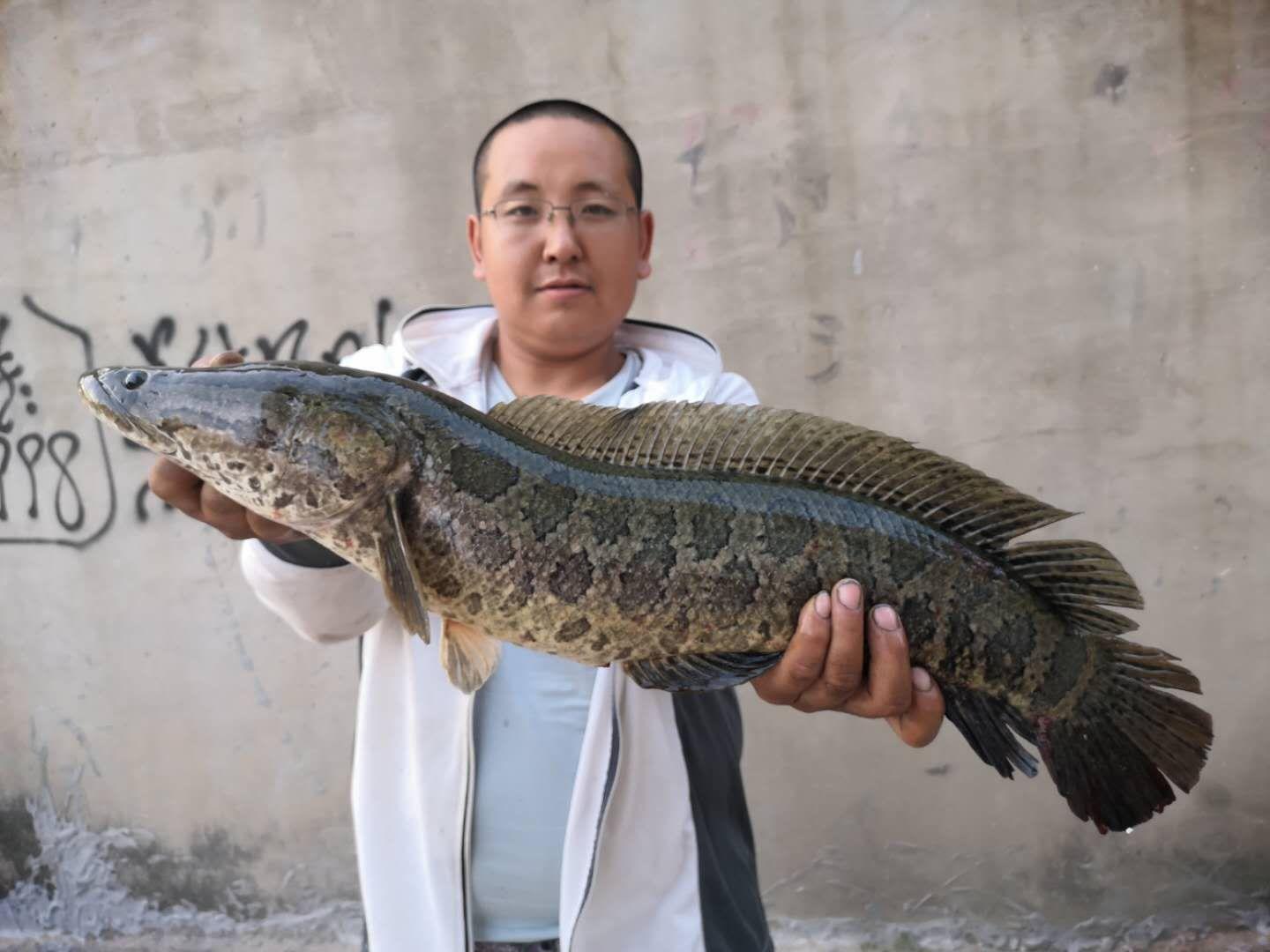 路亞黑魚(yú)釣法實(shí)戰(zhàn)體驗(yàn)與深度解析，效果揭秘