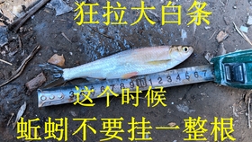 鱗影魚竿，傳承工藝，釣魚新境界的探索者